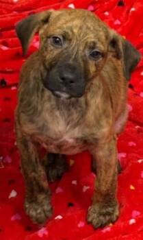 Rescue Labrador Retriever and Mixed Breed Dogs for Adoption in Brunswick, Georgia - MCDOUBLE | PetCurious
