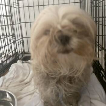 Mixed Breed Dogs Available for Adoption in Leander, Texas - Honeycrisp S1 | PetCurious