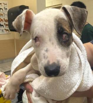 Stevie -  Mixed Breed Dog for Adoption in Honolulu, Hawaii - Stevie | PetCurious