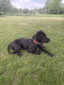 Apollo2 -  Black Labrador Retriever Dog for Adoption - Apollo2 | PetCurious