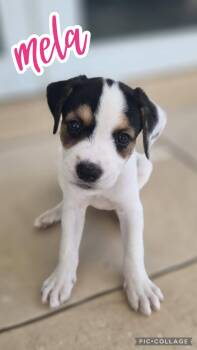 Mela -  Hound and Terrier Dog for Adoption in Ringwood, New Jersey - Mela | PetCurious
