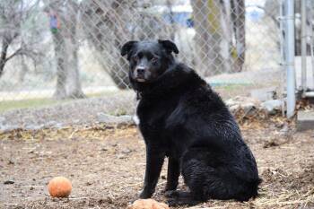 Border Collie and Rottweiler Dogs Available for Adoption - Bear | PetCurious