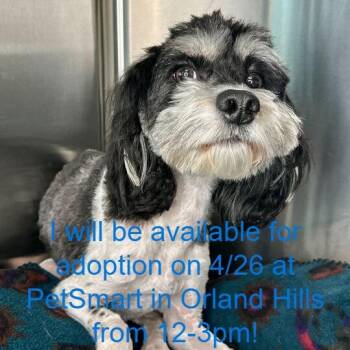 Poodle Dogs Available for Adoption in Matteson, Illinois - Darla | PetCurious
