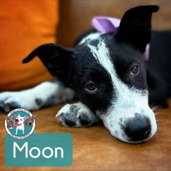 Labrador Retriever and Pit Bull Terrier Dogs Available for Adoption - Moon Dove Snuggleton | PetCurious