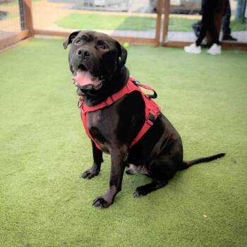 Odin 26-04-003 -  Cane Corso Dog for Adoption in Bastrop, Texas - Odin 26-04-003 | PetCurious