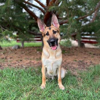 Adler -  German Shepherd Dog Dog for Adoption in Fargo, North Dakota - Adler | PetCurious