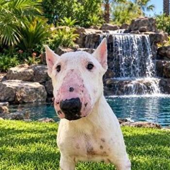 Sponge -  Bull Terrier Dog for Adoption in Palm Desert, California - Sponge | PetCurious