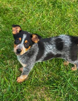 Australian Cattle Dog Blue Heeler Dogs Available for Adoption in Indianapolis, Indiana - Struts | PetCurious
