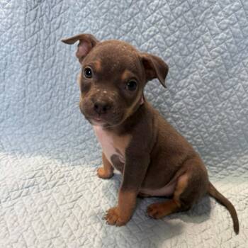 Mixed Breed Dogs Available for Adoption - Daisy | PetCurious