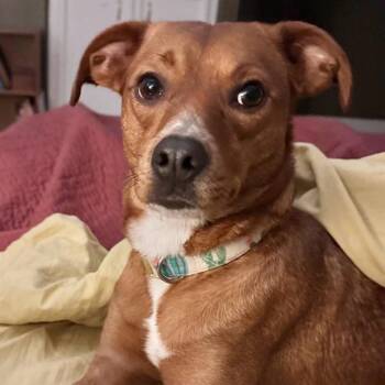 Chiweenie and Hound Dogs Available for Adoption - Ruby | PetCurious