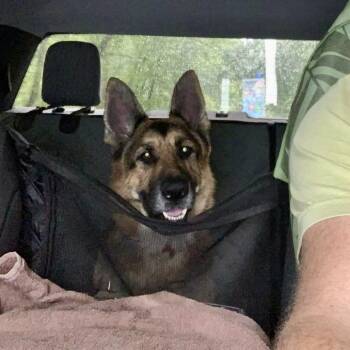 Risha -  Mixed Breed Dog for Adoption in Asheville, North Carolina - Risha | PetCurious