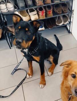Winnie -  Bernese Mountain Dog Dog for Adoption in Denver, Colorado - Winnie | PetCurious