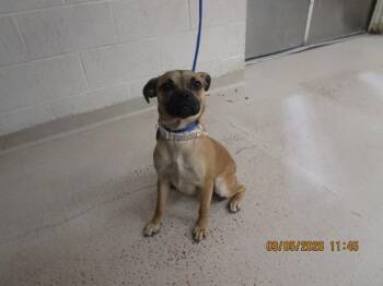 Pug Dogs Available for Adoption - Pretty Girl(317) | PetCurious