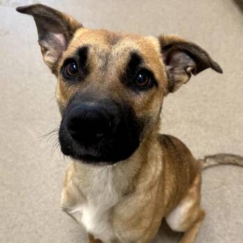 Mixed Breed Dogs Available for Adoption - Waterloo | PetCurious