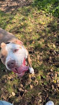 Dottie -  Pit Bull Terrier Dog for Adoption in Fort Madison, Iowa - Dottie | PetCurious