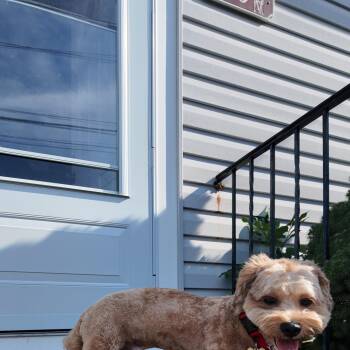Bear -  Poodle and Havanese Dog for Adoption in Thornwood, New York - Bear | PetCurious
