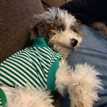 Nilla -  Bernese Mountain Dog and Miniature Poodle Dog for Adoption in Sinking Spring, Pennsylvania - Nilla | PetCurious