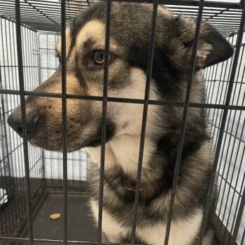 Hercules -  German Shepherd Dog Dog for Adoption in Port Charlotte, Florida - Hercules | PetCurious
