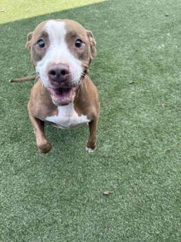 Cardi -  Mixed Breed Dog for Adoption in Lafayette, Indiana - Cardi | PetCurious