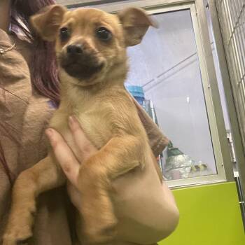 Terrier and Mixed Breed Dogs Available for Adoption in Spokane, Washington - Quincy | PetCurious