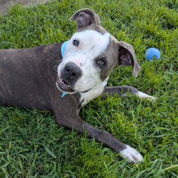 Rescue Mixed Breed Dogs for Adoption in Alabaster, Alabama - Nibble | PetCurious