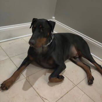 Rescue Doberman Pinscher Dogs for Adoption in Minneapolis, Minnesota - Zeus - Forever Foster | PetCurious
