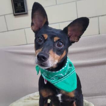 Chihuahua Dogs Available for Adoption in Manchester, New Hampshire - Callan In NH. Come Meet Our Adoptable Dogs Wednesday-Saturday. M | PetCurious