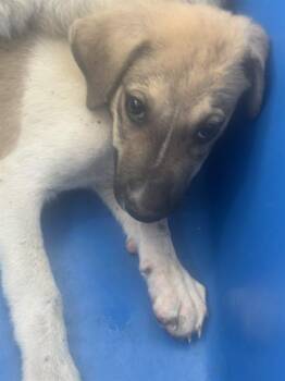 Lucky~FOSTER or FOSTER TO ADOPT NEEDED~ -  Terrier Dog for Adoption in Minneapolis, Minnesota - Lucky~FOSTER Or FOSTER TO ADOPT NEEDED~ | PetCurious