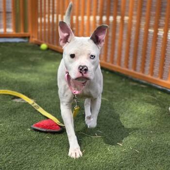 Pit Bull Terrier Dogs Available for Adoption in Las Vegas, Nevada - MOLLY THE WONDER PUP | PetCurious