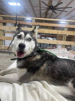Rescue Siberian Husky Dogs for Adoption in Plain City, Ohio - Foxy | PetCurious