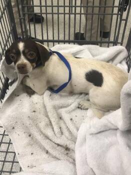 A432928 -  Chihuahua and Mixed Breed Dog for Adoption in Conroe, Texas - A432928 | PetCurious