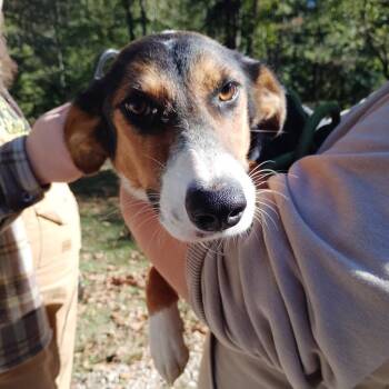 Sally -  Mixed Breed Dog for Adoption in Valley, Alabama - Sally | PetCurious