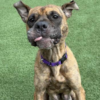 Mama Molasses -  Pit Bull Terrier Dog for Adoption in Matteson, Illinois - Mama Molasses | PetCurious