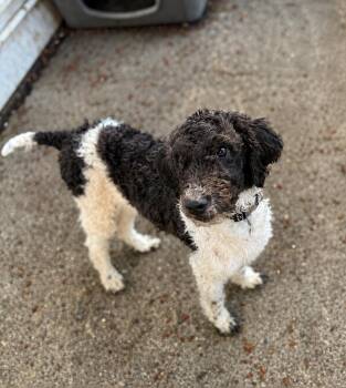 Mary -  Poodle Dog for Adoption in Puyallup, Washington - Mary | PetCurious