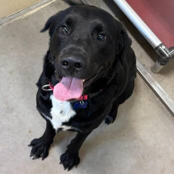 Flanagan -  Labrador Retriever and Chesapeake Bay Retriever Dog for Adoption in Columbia, Illinois - Flanagan | PetCurious