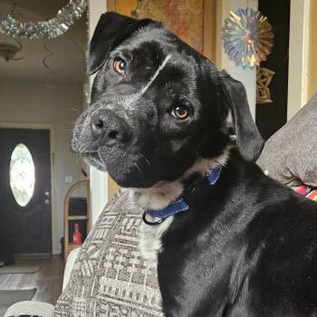 Pit Bull Terrier Dogs Available for Adoption in Richmond, Virginia - Ringo | PetCurious