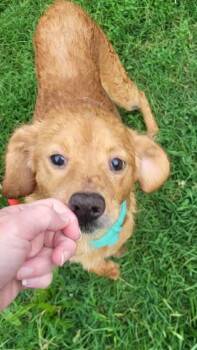 Oak -  Golden Retriever Dog for Adoption in Pottstown, Pennsylvania - Oak | PetCurious