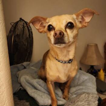 Chihuahua Dogs Available for Adoption in Colorado Springs, Colorado - Chico | PetCurious