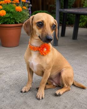 Pammy -  Chiweenie Dog for Adoption in Crosby, Texas - Pammy | PetCurious