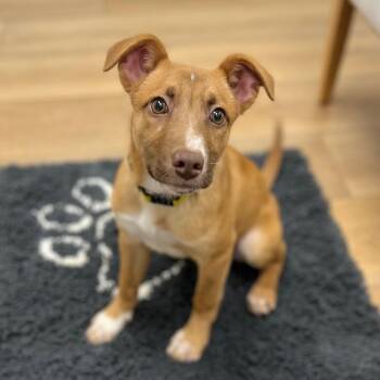 Cash -  Shepherd and Mixed Breed Dog for Adoption in Chesapeake, Virginia - Cash | PetCurious