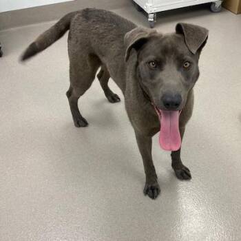 Labrador Retriever and Weimaraner Dogs Available for Adoption - Yoshi | PetCurious