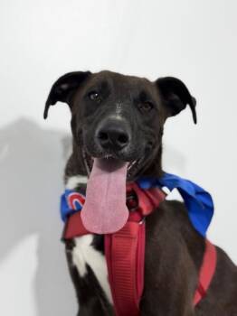 Black Labrador Retriever and Great Dane Dogs Available for Adoption in Carlsbad, California - Zues-One Of Our Amazing Rescue Dogs | PetCurious
