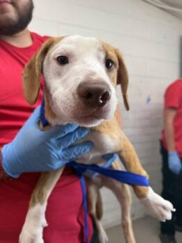 CHEDDER -  Pit Bull Terrier and Mixed Breed Dog for Adoption in San Bernardino, California - CHEDDER | PetCurious