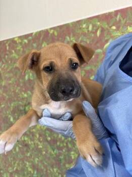 Pico -  Shepherd and Mixed Breed Dog for Adoption in San Antonio, Texas - Pico | PetCurious