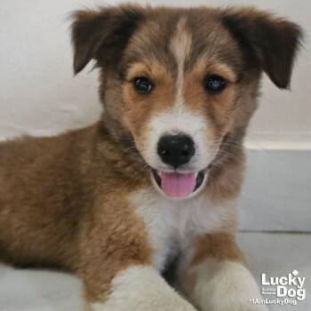 Indie -  Australian Shepherd and Cattle Dog Dog for Adoption in Washington, District Of Columbia - Indie | PetCurious