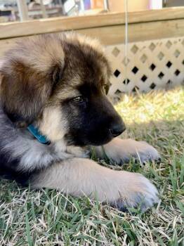 German Shepherd Dog and Great Pyrenees Dogs Available for Adoption - Irving Floofs: Major | PetCurious
