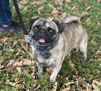 Micho -  Pug Dog for Adoption in Vancouver, Washington - Micho | PetCurious