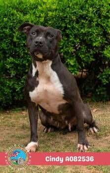 Cindy -  American Bulldog Dog for Adoption in Mobile, Alabama - Cindy | PetCurious