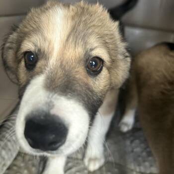 PUMPKIN PIE -  Mixed Breed Dog for Adoption in Richmond, California - PUMPKIN PIE | PetCurious