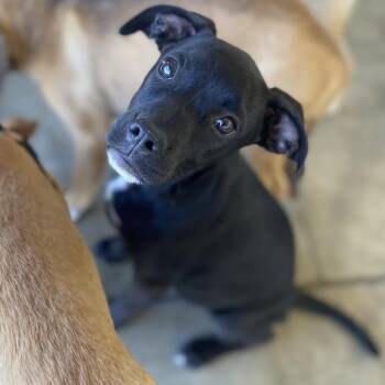 Bree -  Black Labrador Retriever and Mixed Breed Dog for Adoption in Escondido, California - Bree | PetCurious